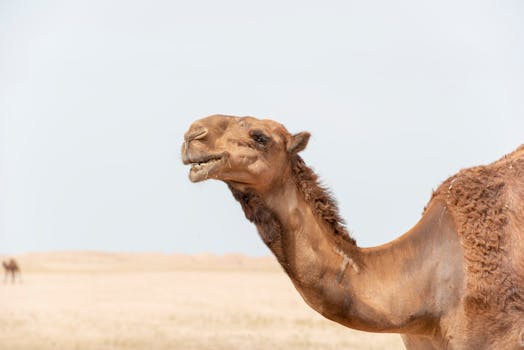 Camel and Dromedary
