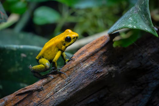 Venomous caterpillars