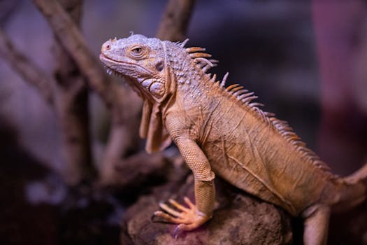 Herbivorous dinosaurs