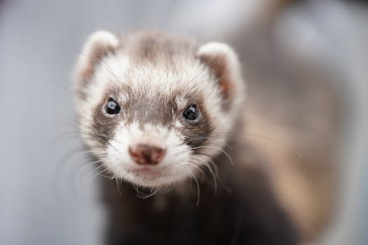 Mustelids