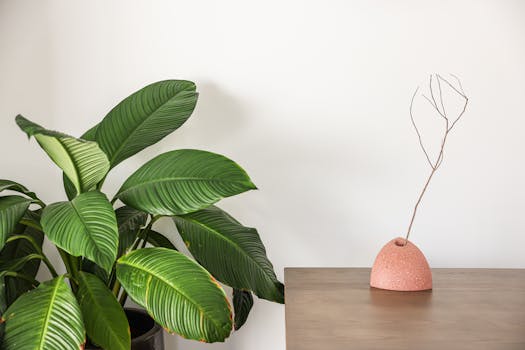 Calathea Orbifolia Care Guide