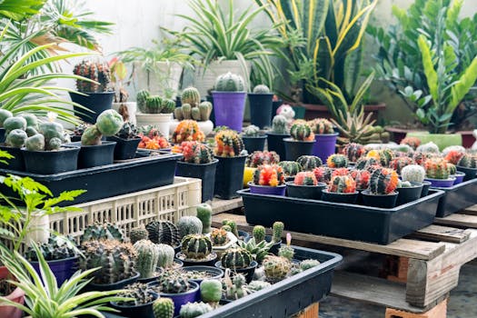 Plantas de exterior resistentes online - Interflora