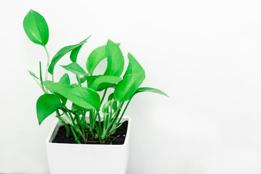 Comprar plantas purificadoras con envío gratis