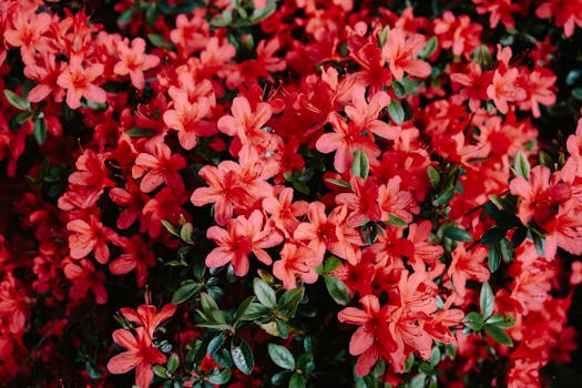 Plantas que florecen todo el año ¡o casi!