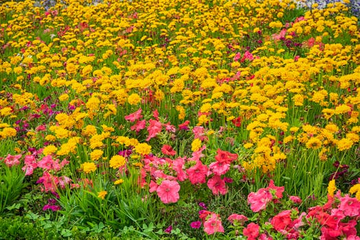 16 plantas de exterior con flores para llenar tu jardín o ...