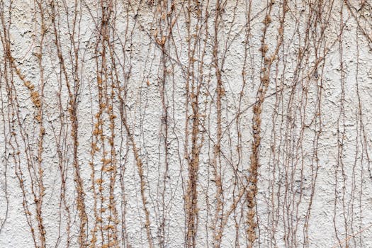 Plantas trepadoras - Venta en línea al mejor precio - Planfor