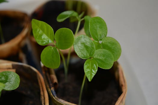 18 plantas de interior que no necesitan luz natural (o muy ...