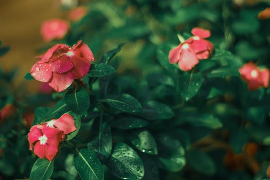 Plantas que florecen todo el año ¡o casi!