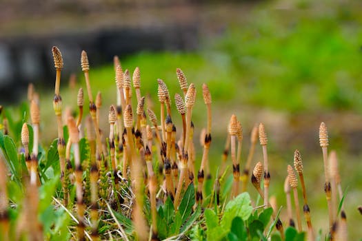 Centros y cestas de plantas naturales