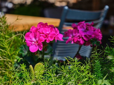 Comprar flores para jardín, terraza y balcón online - Fronda