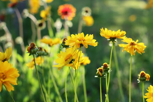 13 plantas de sol directo que florecen todo el año y son ...