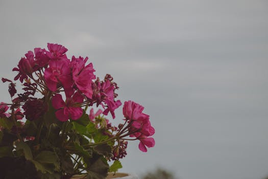 Flores de enero en España: cuáles florecen ... - Verdnatura