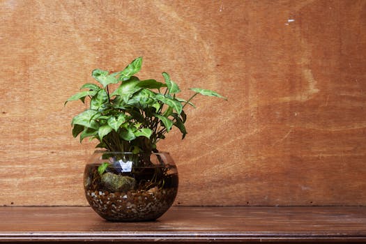 Comprar plantas para oficina con envío gratis