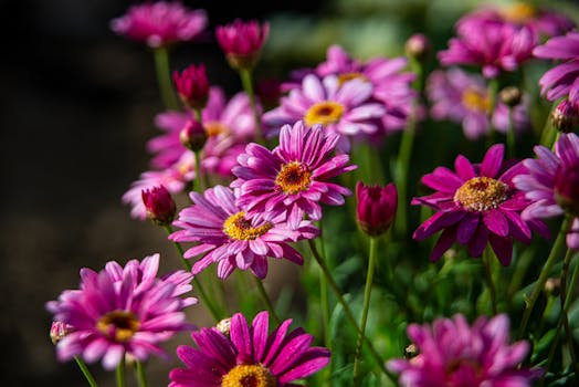 Plantas de Flor | Variedades Ornamentales para Jardines y ...