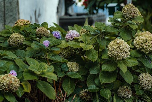 Tipos de plantas con flores: cuáles elegir para tu jardín