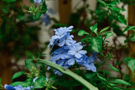 Las 12 plantas con flores de interior y exterior más bonitas ...