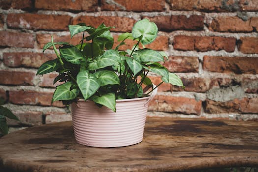 Plantas de bajo mantenimiento - Colección Jardín Sostenible