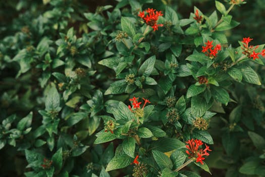 Comprar plantas con flor con envío gratis