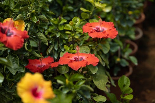 10 Plantas que dan flores todo el año