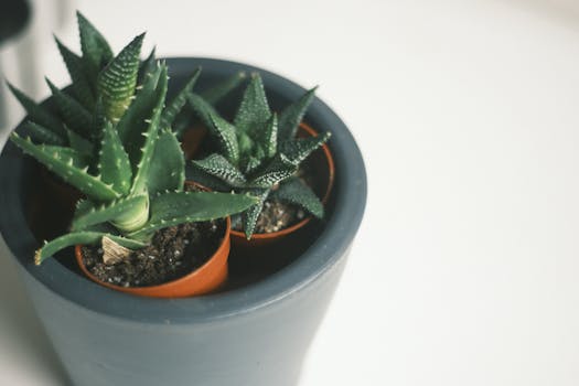 Comprar plantas de regalo online con envío gratis