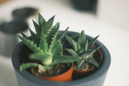 18 plantas de interior que no necesitan luz natural (o muy ...