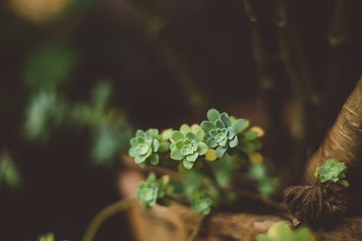 Plantas a Domicilio Madrid | Comprar Online