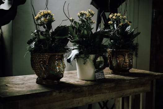 Comprar plantas de regalo online con envío gratis