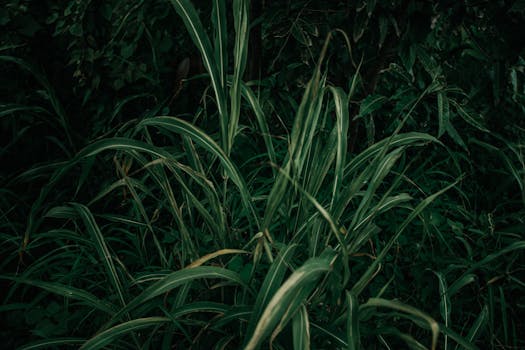 Centros y cestas de plantas naturales