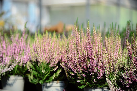 Plantas de Flor | Variedades Ornamentales para Jardines y ...