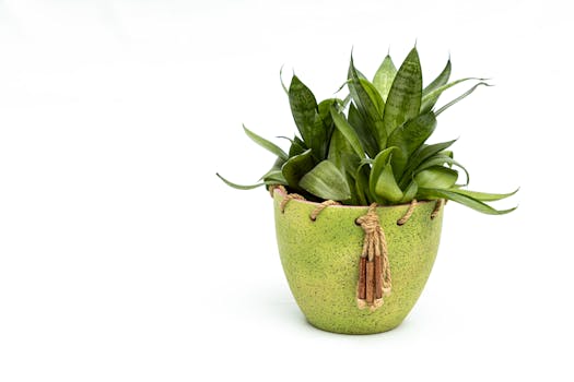 Comprar plantas purificadoras con envío gratis