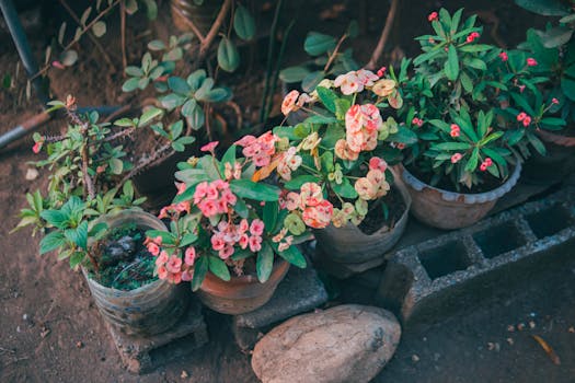 Comprar plantas con flor con envío gratis