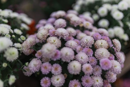 Plantas de Flor | Variedades Ornamentales para Jardines y ...