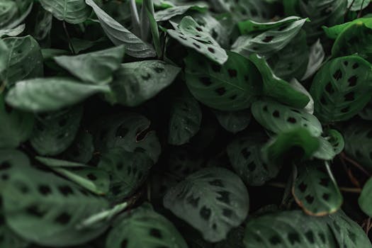 Comprar Plantas Grandes Online