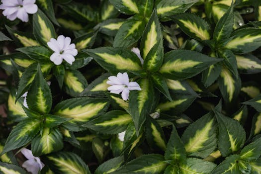 13 plantas de sol directo que florecen todo el año y son ...