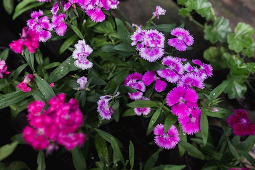Plantas de Interior con Flor: Decorativas, Cuidado Fácil