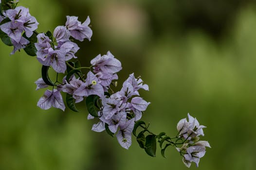 16 plantas de exterior con flores para llenar tu jardín o ...