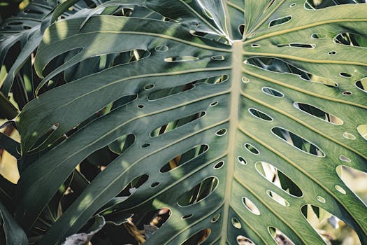 Comprar Plantas Grandes Online