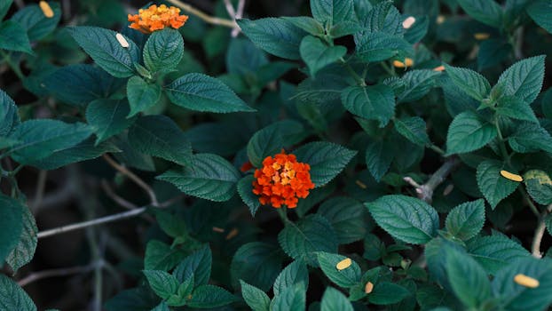 16 plantas de exterior con flores para llenar tu jardín o ...