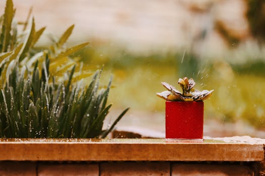 Comprar plantas de regalo online con envío gratis