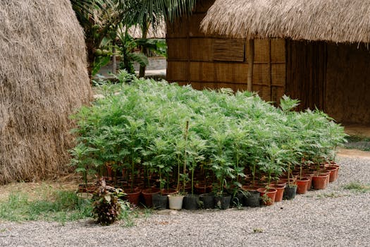 Plantas de exterior resistentes online - Interflora