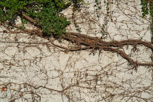 Plantas trepadoras - Venta en línea al mejor precio - Planfor
