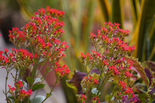 Tipos de plantas con flores: cuáles elegir para tu jardín