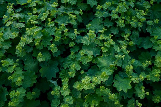 Plantas para Regalar | Plants & Greens - Interflora