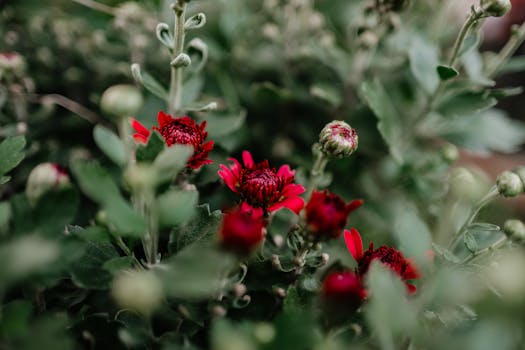 Las 12 plantas con flores de interior y exterior más bonitas ...