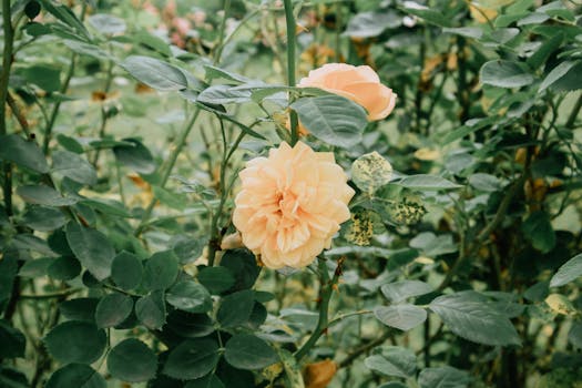 10 Plantas que dan flores todo el año