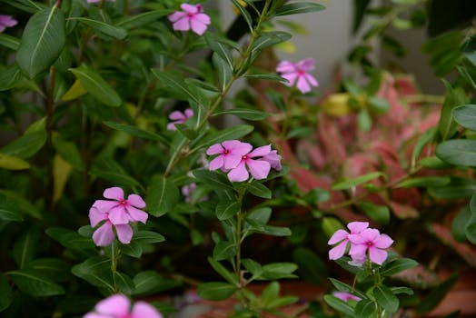 Tipos de plantas con flores: cuáles elegir para tu jardín