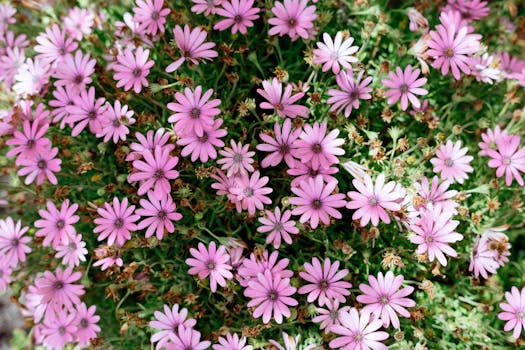Plantas que florecen todo el año ¡o casi!