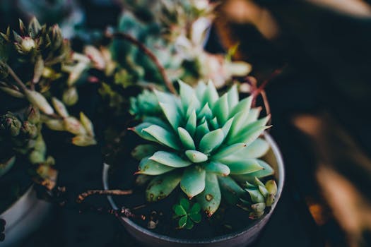 Tienda de Plantas Online | Interior y Exterior -