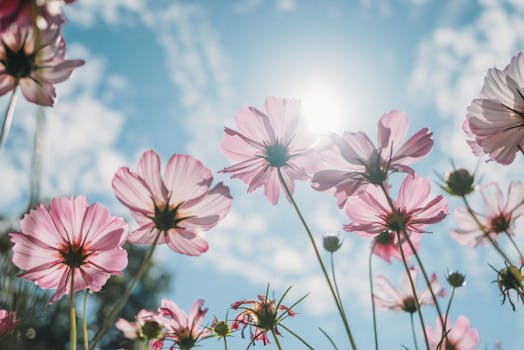 13 plantas de sol directo que florecen todo el año y son ...