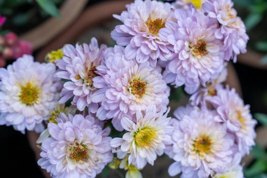 Plantas de Interior con Flor: Decorativas, Cuidado Fácil